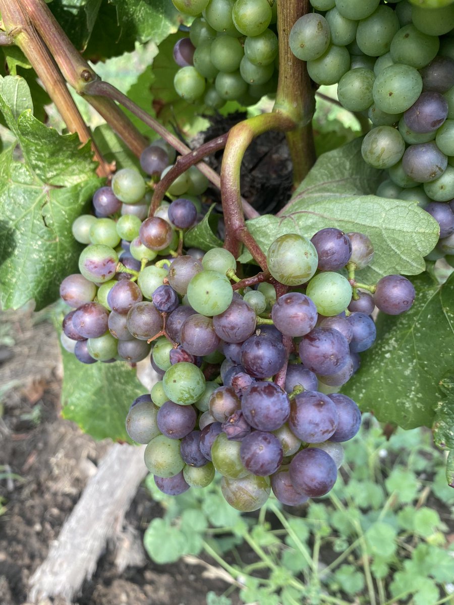 ZWineNinja's tweet photo. Look at the veraison progress in just 2 days! #BCHarvest2022 #exploreok #naramatabench https://t.co/JFGSIqxeJH