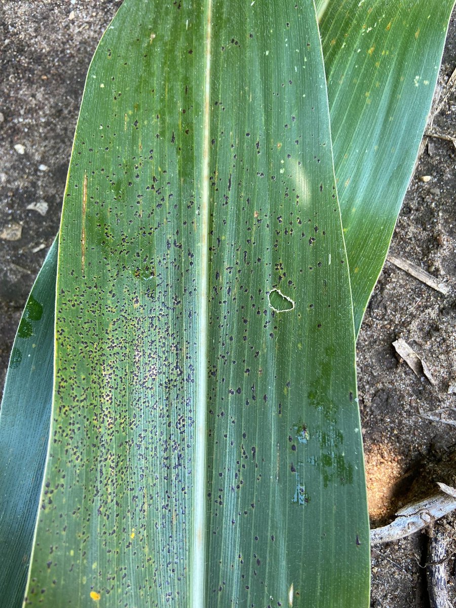 Addie Thompson tweet media