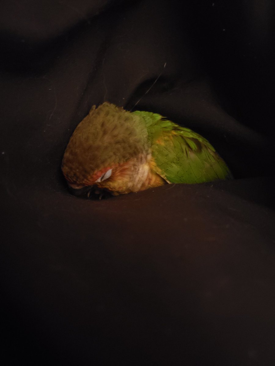 Me_Being__Me's tweet photo. Enjoy this pic of my sleepy little birdie. https://t.co/ajgORqVf35