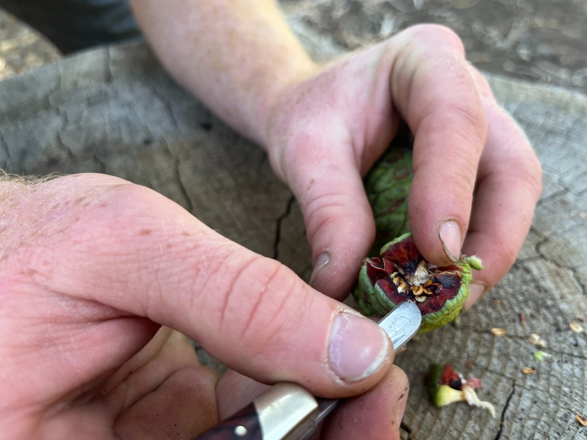 DyerDialogue's tweet photo. The @AmericanForests #Reforestation Manager has been in the field learning how to inspect #GiantSequoia cones to determine if/when they can be collected. With this mighty species facing a number of new threats, it’s more important than ever to collect AND preserve their seeds! 🌲 https://t.co/bryYVKodXb