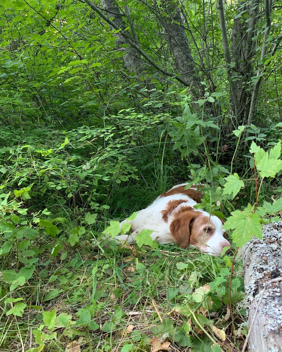 DenimGender's tweet photo. @lawfulgayotic This is Rudy forest bathing ✨ https://t.co/U6haragNTq