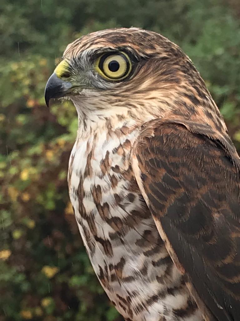 Last CES of 2022 rather quiet (birds) and grey (weather) but team's spirits raised by a smart Lesser Whitethroat and a 3M Sparrowhawk <a href="/LymKeyRanger/">Lymington-Keyhaven Nature Reserve</a> Photo credit: @phantomofforest