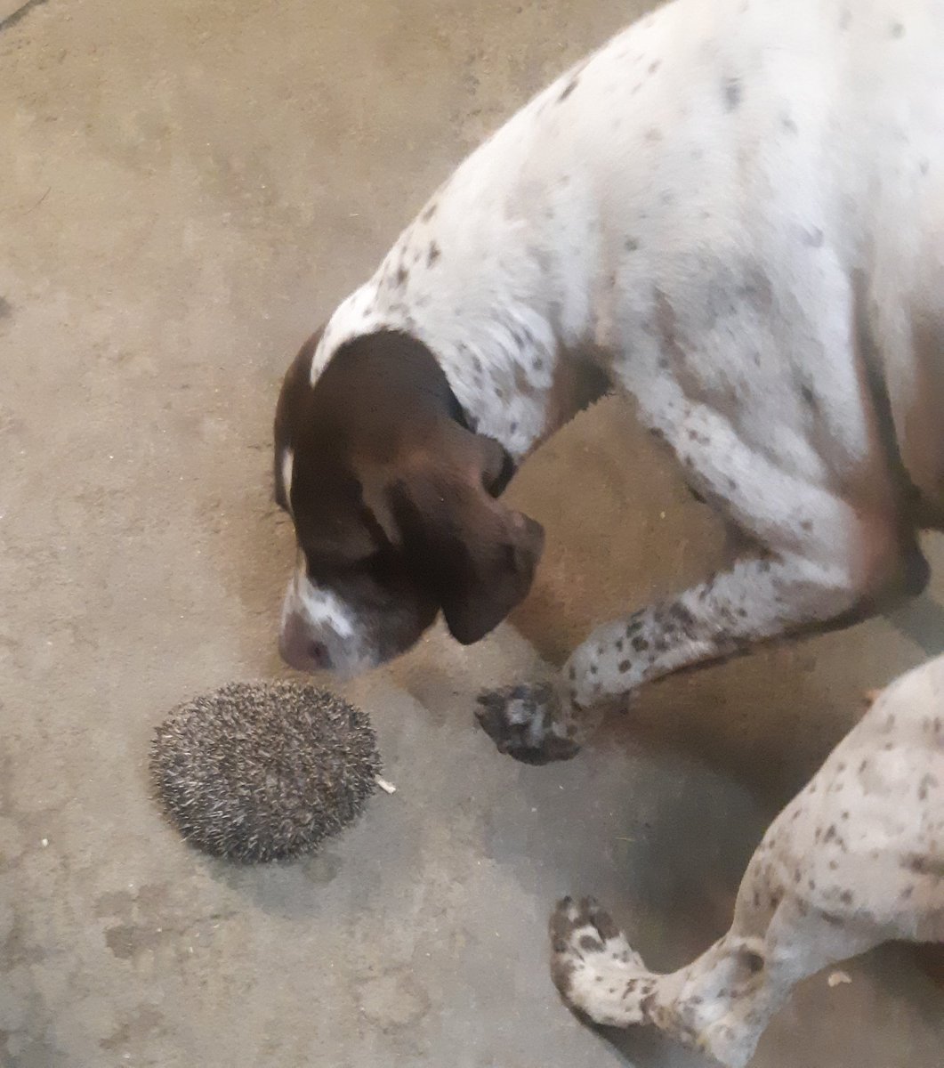 RVHunter57's tweet photo. Quand tu rentres de la chasse avec 3 #BFP et que tu tombes en flag sur les hérissons du jardin en train de se taper quelques croquettes éparpillées par les 3 autres qui n'ont rien vu ☝️
Obligé de faire le shériff et de les virer hors du saloon 🤷‍♂️

#TeamBDP
#IlsSachentNousChassons https://t.co/gBUgNyTP5Z