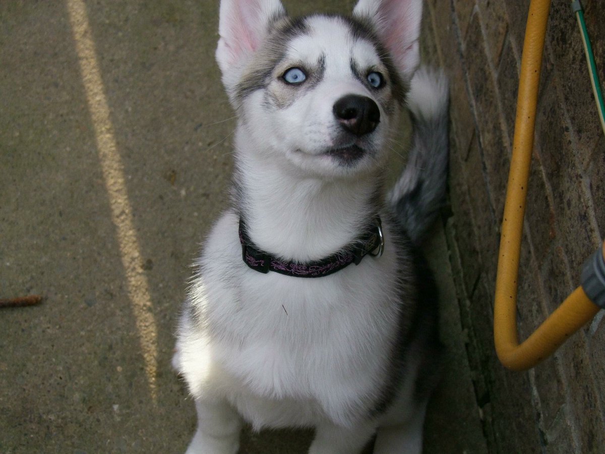 LindyLu24's tweet photo. Love these pics of #shadowthehusky as a puppy, wicked little woman in 2012.#Siberianhusky #husky https://t.co/CrBrJFXRTN
