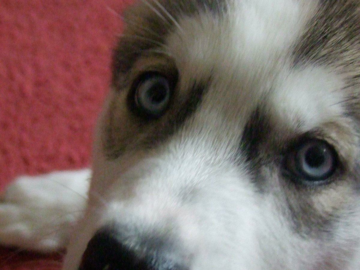LindyLu24's tweet photo. Love these pics of #shadowthehusky as a puppy, wicked little woman in 2012.#Siberianhusky #husky https://t.co/CrBrJFXRTN