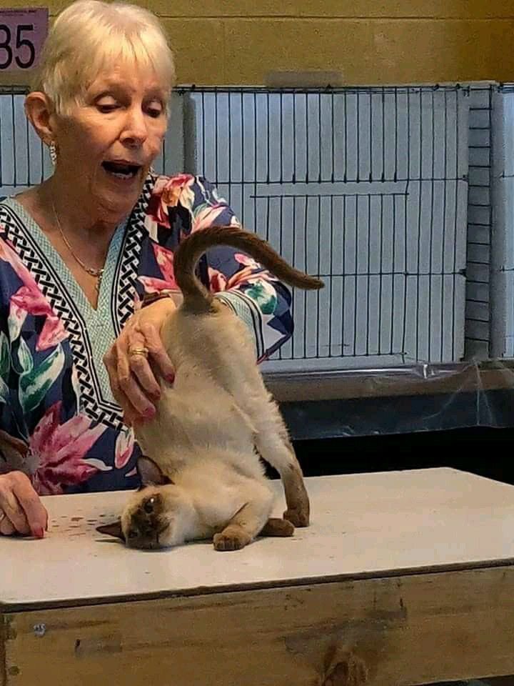 Cat Dealer on Twitter "https//t.co/BwNIEq6SUT" / Twitter