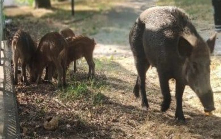 +++Cinghiali chiusi in parco La Spezia UFFICIALMENTE SALVI! Accordo Presidente <a href="/GiovanniToti/">Giovanni Toti</a> Sindaco <a href="/ComuneSpezia/">Comune della Spezia</a> ASL e noi @LAVonlus. A giorni il trasferimento in luogo sicuro. Grazie a mobilitazione attiviste e associazioni E' VITTORIA DELLA RAGIONE+++