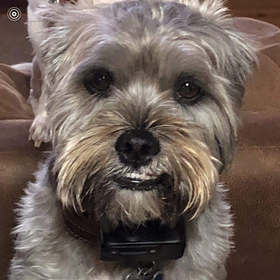 SkyhawkAggie's tweet photo. Lost Dog!  Tyson (below) ran away yesterday near the Stadium/ROTC building.  May be injured from being struck by a vehicle. Please contact Ms. Jan Bass at +1 (912) 220-4391 if you see him. https://t.co/hXFZfBP0Pt