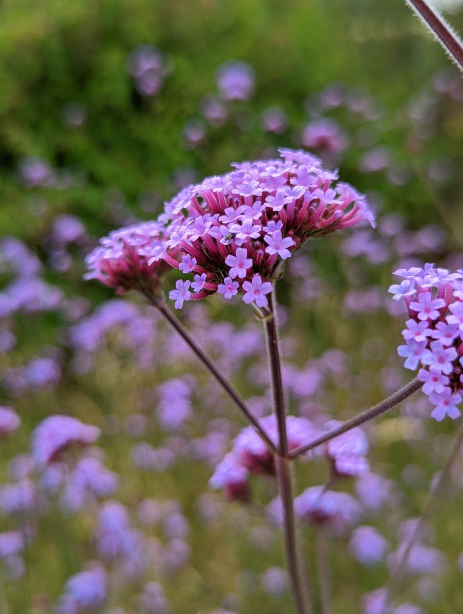 QuietCountryL's tweet photo. @DailyPicTheme2 #Purple ✨🌸 https://t.co/7a45FwMYos