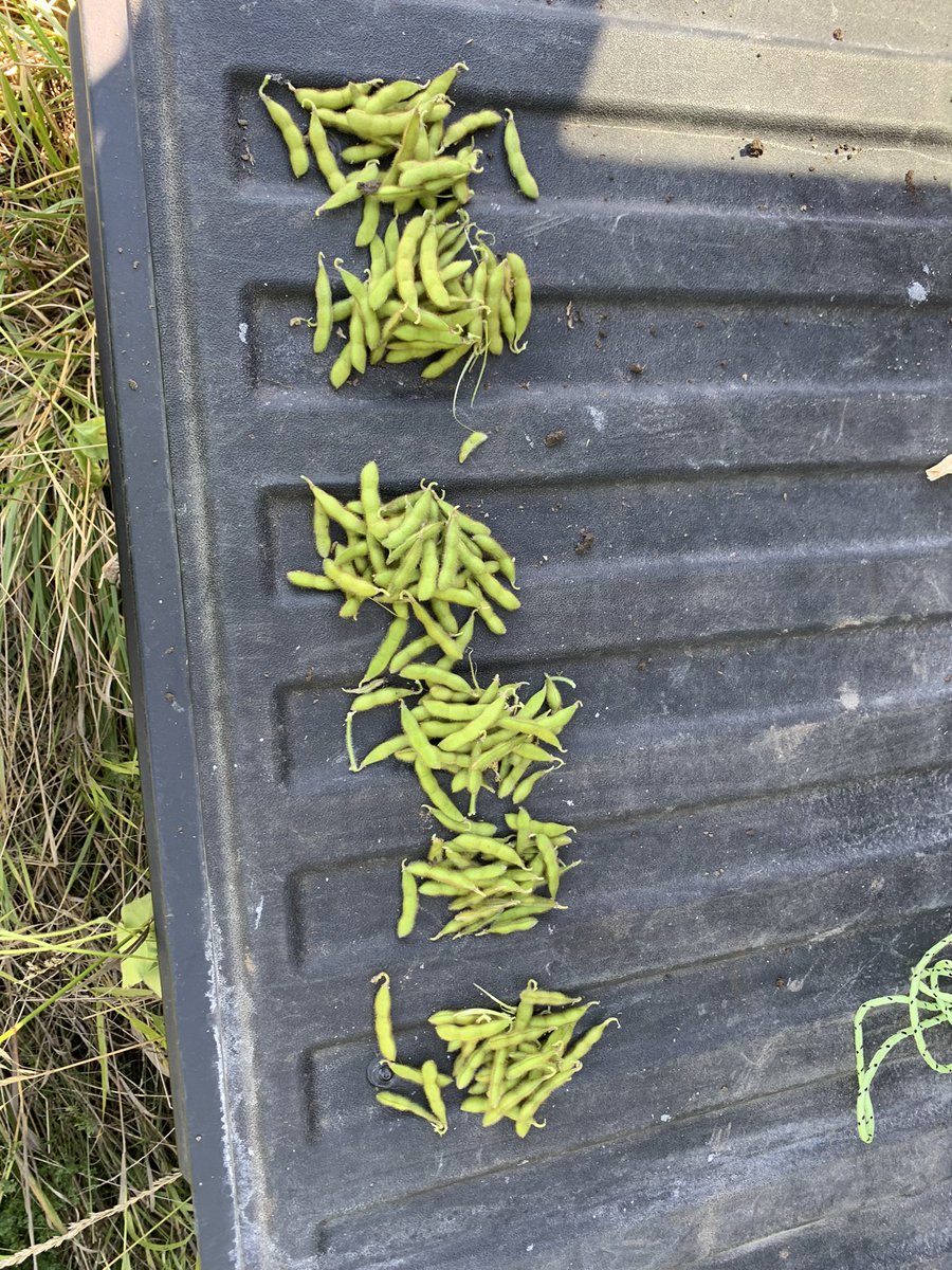 LisaShier1's tweet photo. On the #ONyield tour in Durham region soybean are recovering after the rain. Averaging 35bu/acre. It’s very quiet without @ChaddTaylor1 sing in the truck. https://t.co/yzoYYcLO17