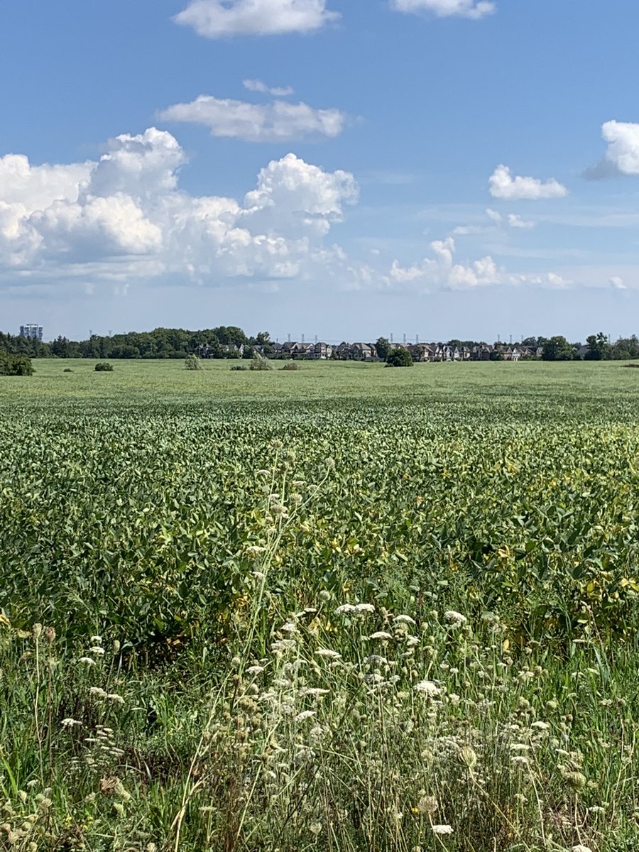 LisaShier1's tweet photo. On the #ONyield tour in Durham region soybean are recovering after the rain. Averaging 35bu/acre. It’s very quiet without @ChaddTaylor1 sing in the truck. https://t.co/yzoYYcLO17