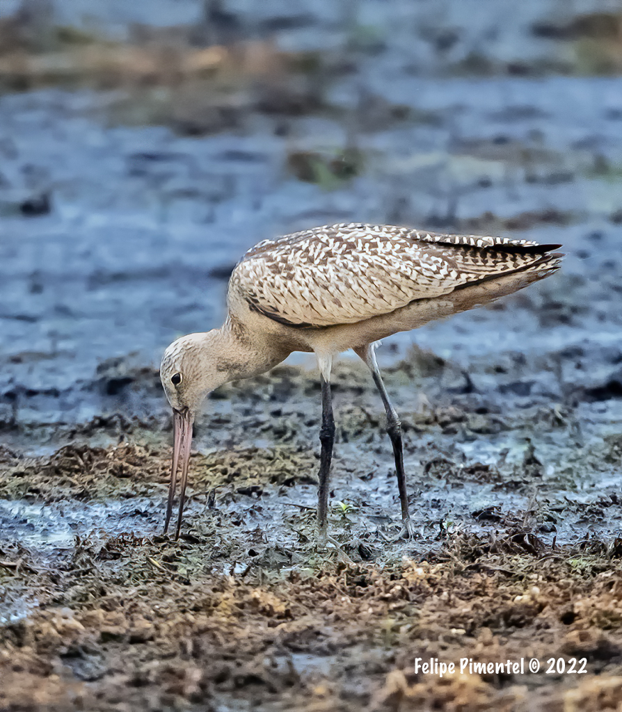 Fpimentel1954's tweet photo. Marbled Godwit (Limosa fedoa). Seen in Wallkill River Wildlife Refuge, NJ.#birding #birds #wildlifephotography #birdphotography #birdwatching #BirdsSeenIn2022  #NJbirding  #TwitterNatureCommunity #wildlife #nature #BirdTwitter https://t.co/OEX095nAFk