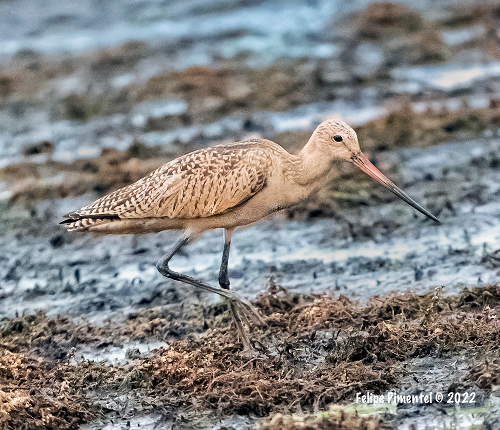 Fpimentel1954's tweet photo. Marbled Godwit (Limosa fedoa). Seen in Wallkill River Wildlife Refuge, NJ.#birding #birds #wildlifephotography #birdphotography #birdwatching #BirdsSeenIn2022  #NJbirding  #TwitterNatureCommunity #wildlife #nature #BirdTwitter https://t.co/OEX095nAFk