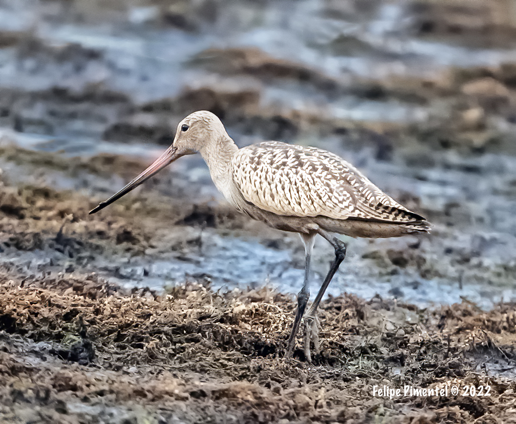 Fpimentel1954's tweet photo. Marbled Godwit (Limosa fedoa). Seen in Wallkill River Wildlife Refuge, NJ.#birding #birds #wildlifephotography #birdphotography #birdwatching #BirdsSeenIn2022  #NJbirding  #TwitterNatureCommunity #wildlife #nature #BirdTwitter https://t.co/OEX095nAFk