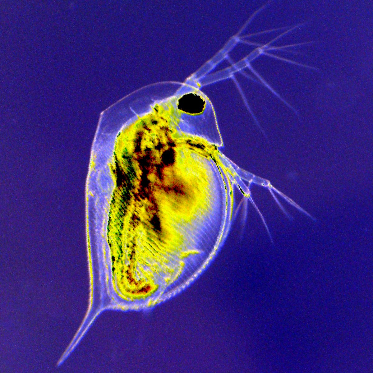 BerglandAlan's tweet photo. Excited to share our work studying the evolutionary forces that shape genetic variation in phenotypic plasticity using Daphnia. Led by @DoertheBecker
and in collaboration with @beckerhopper
⁩
https://t.co/FsYbQrrrjs https://t.co/IG66ugfzxn