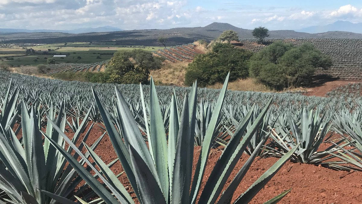 This is Jalisco Mexico, where we source our agave products. For years, we've worked directly with these farming communities to not only source pure, organic agave on the planet, but to support the harvesting communities and act as stewards of the land.