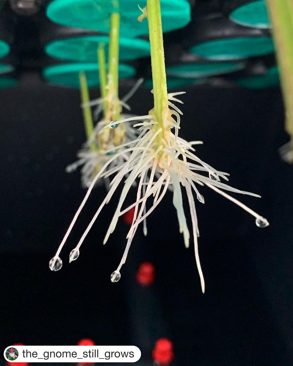 '6 days in cloner..80% success rate..I’ll plant everything that’s rooted tomorrow and toss the rest. No fucks given. Everything cloned has a few rooted. Tossing a couple won’t hurt shit. #gorillagrowtent #honorcannabis #aptus #bigfootmycorrhizae #millspaysthebills #permaclone '