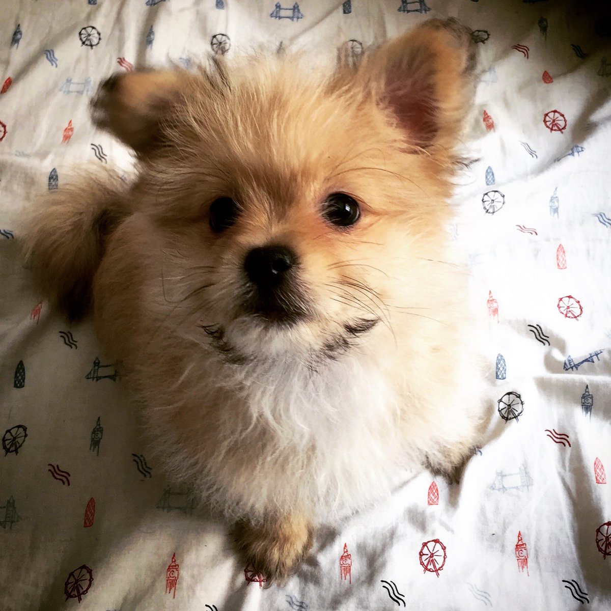 RaulGarciaDiaz0's tweet photo. 5 years since I adopted Sunshine, the most lovable and sweet friend that has saved me so many times, she loves belly rubs and sleeping in my lap. ❤️ #AnimalsAwareness #AdoptDontShop @CollectionsMX https://t.co/WWXtclhpNn