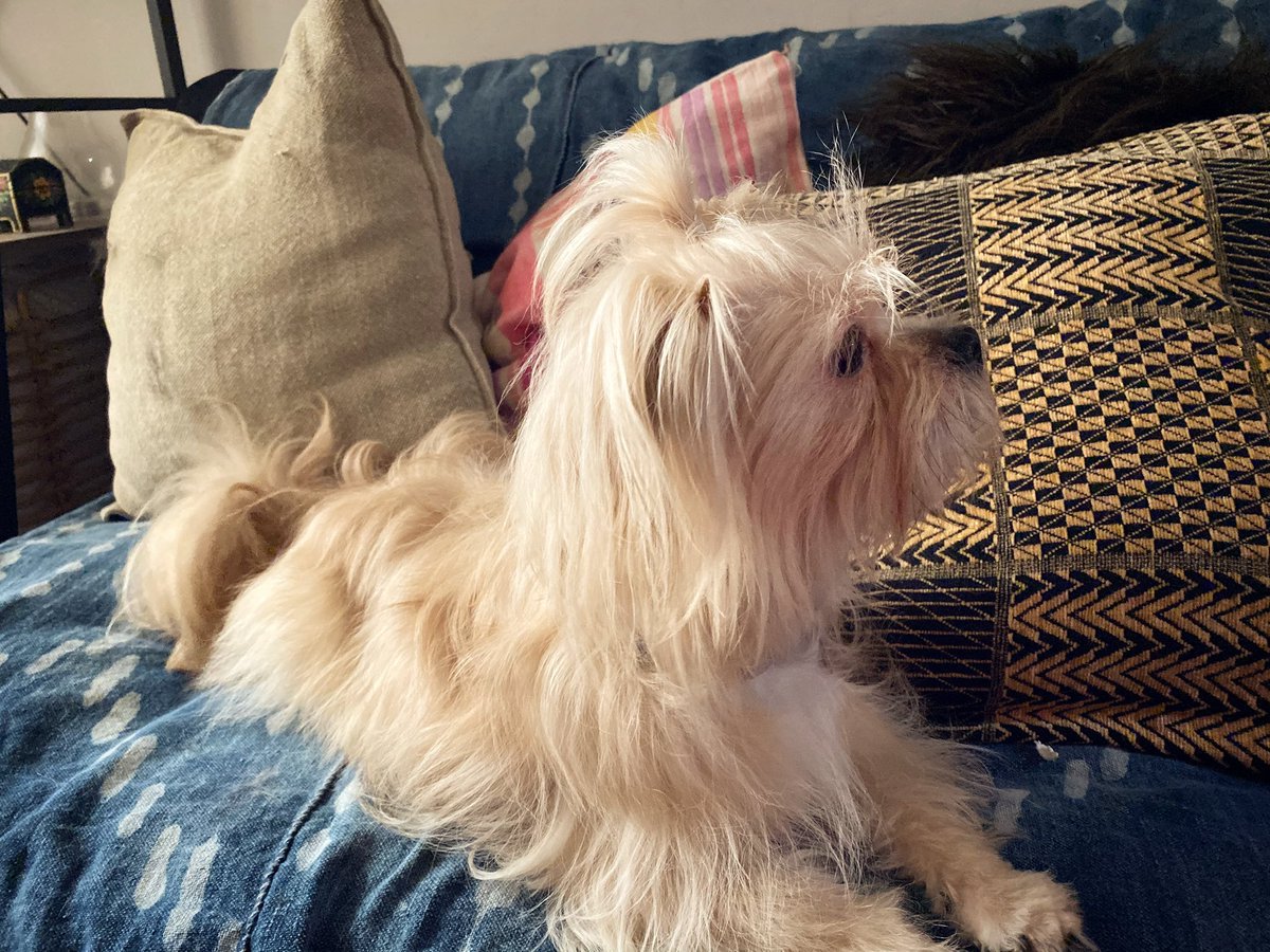 RaulGarciaDiaz0's tweet photo. 5 years since I adopted Sunshine, the most lovable and sweet friend that has saved me so many times, she loves belly rubs and sleeping in my lap. ❤️ #AnimalsAwareness #AdoptDontShop @CollectionsMX https://t.co/WWXtclhpNn
