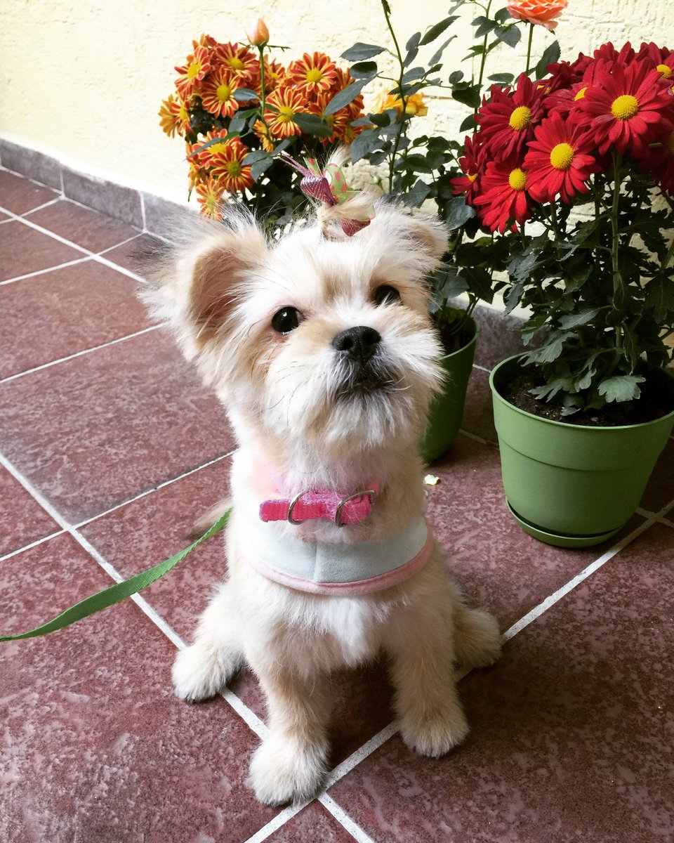 RaulGarciaDiaz0's tweet photo. 5 years since I adopted Sunshine, the most lovable and sweet friend that has saved me so many times, she loves belly rubs and sleeping in my lap. ❤️ #AnimalsAwareness #AdoptDontShop @CollectionsMX https://t.co/WWXtclhpNn