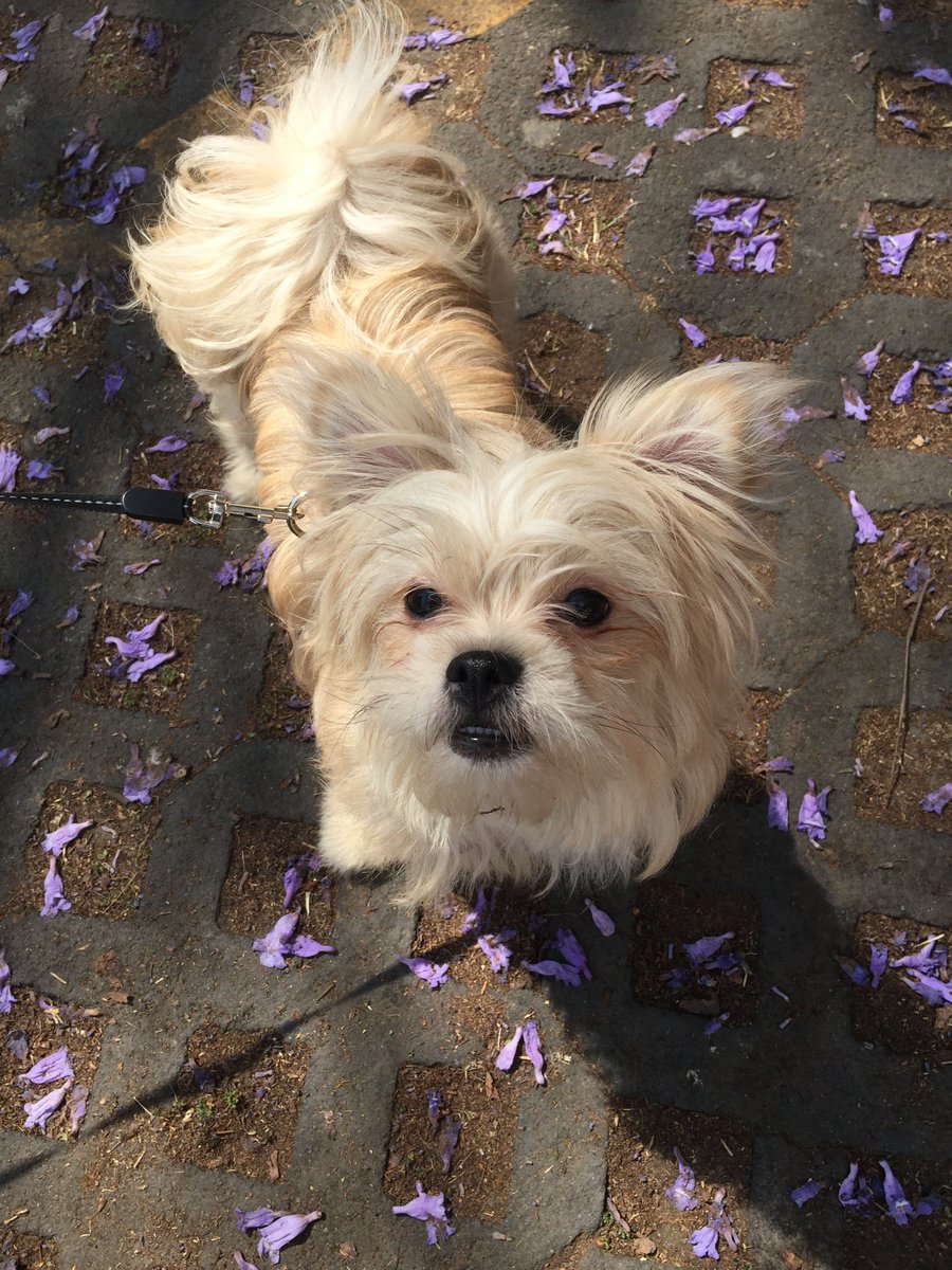RaulGarciaDiaz0's tweet photo. 5 years since I adopted Sunshine, the most lovable and sweet friend that has saved me so many times, she loves belly rubs and sleeping in my lap. ❤️ #AnimalsAwareness #AdoptDontShop @CollectionsMX https://t.co/WWXtclhpNn