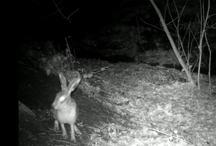 ChidswellGroup's tweet photo. @OttMandy Well caught Mandy!! Good effort. He's definitely a regular! Brown Hares have declined by 80% in last 100 years. Another species which would prefer the habitat to stay just as it has been for centuries. https://t.co/i076Er5p8k