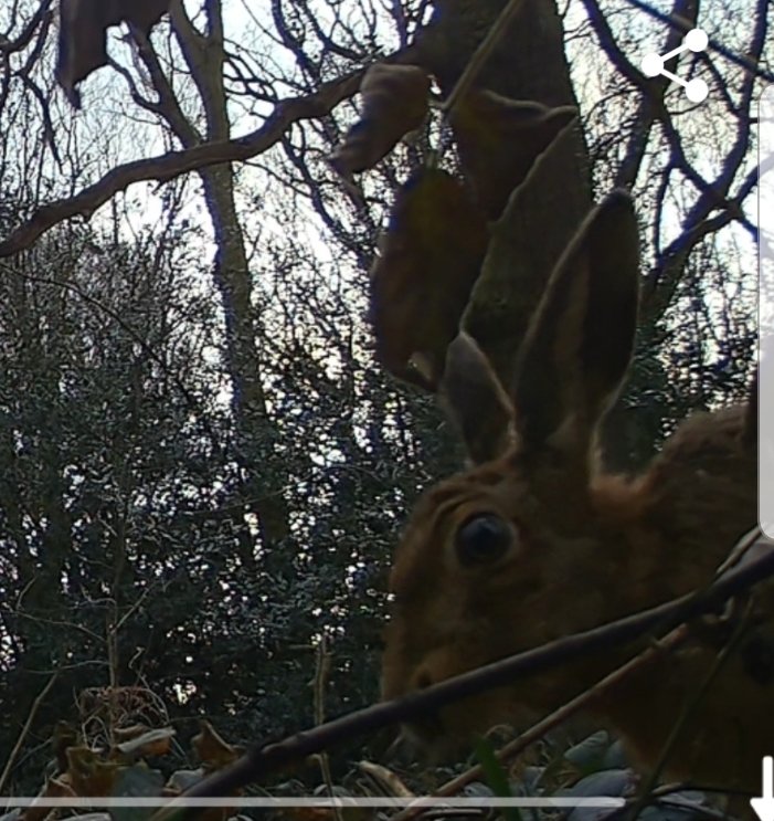 ChidswellGroup's tweet photo. @OttMandy Well caught Mandy!! Good effort. He's definitely a regular! Brown Hares have declined by 80% in last 100 years. Another species which would prefer the habitat to stay just as it has been for centuries. https://t.co/i076Er5p8k