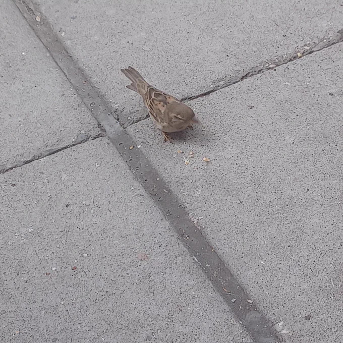 the Crumb 
