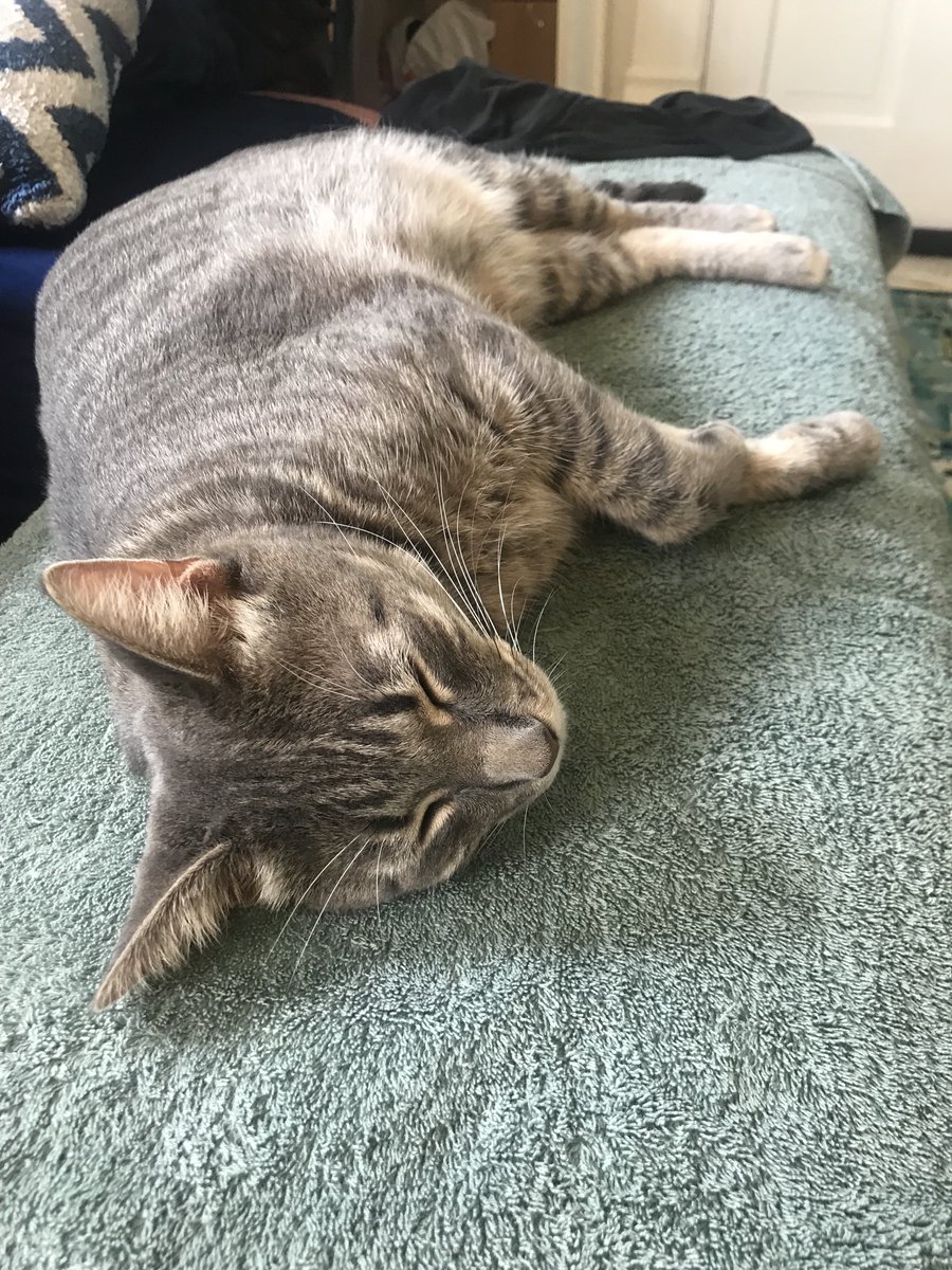 LeafLee6's tweet photo. Data smells like he’s in the teenage phase of experimenting with Draco noir mens cologne or something? Wtf is up w that kitty? 😬 #caturday #teenCats #tabbycat https://t.co/xZdLrqtcIQ