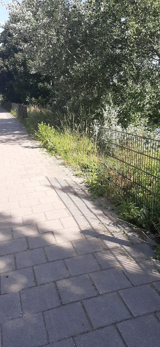 Op de Houtrustweg, naast het nieuw aangelegde voetpad is voor de tweede keer hekwerk gestolen. Het gaat om zo'n 20 meter op twee locaties. Iets gezien? Graag mailen naar segbroek@denhaag.nl of bel ons: 0900-8844