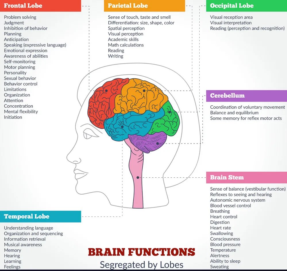 OGdukeneurosurg's tweet photo. Functions of brain by location from vector. https://t.co/CxHETU5ssH