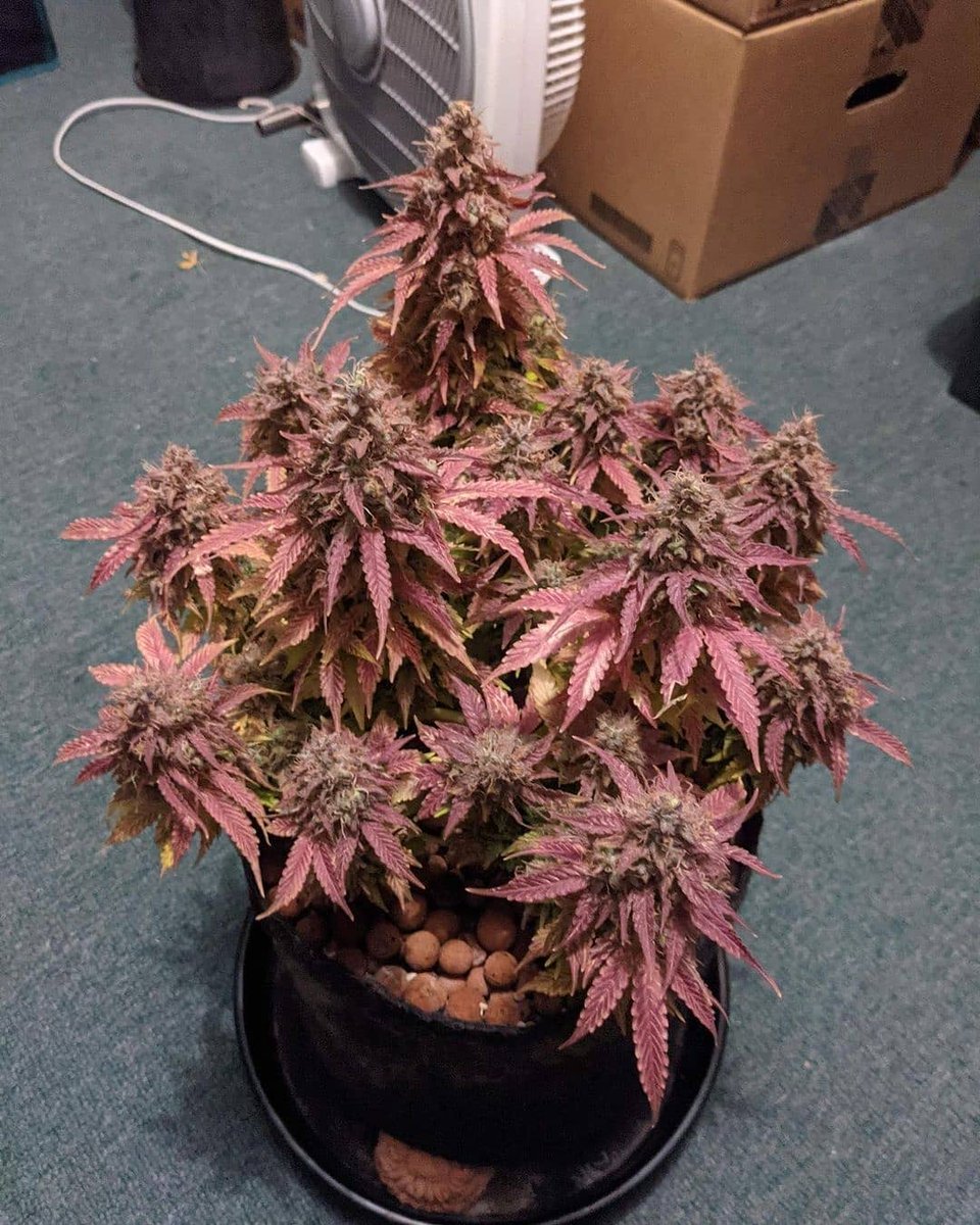 cannabishub's tweet photo. Amazing

📸 grow.diaries

#cannabis #stonerfam #legalizeIt #weedmob https://t.co/37yX1UEhM6