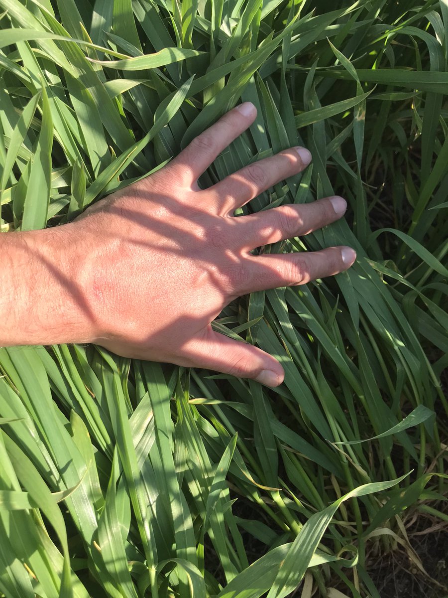 psaa_8's tweet photo. #Sy211 buen potencial y sanidad. Última urea y a esperar el agua!!! 🌾 💪 https://t.co/cjbUIJyHP7