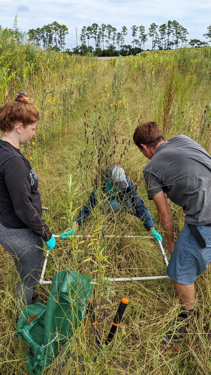 UFcropnematodes's tweet photo. Sampled sunn hemp and sorghum sudangrass cover crops (plus weeds) for biomass @UF_HAEC as part of @sabinabudhatho7 research project.

How will these crops (plus weeds growing in them) affect nematodes? Brassica cover crop and fumigation treatments added this fall. https://t.co/JeMnPf1rUD