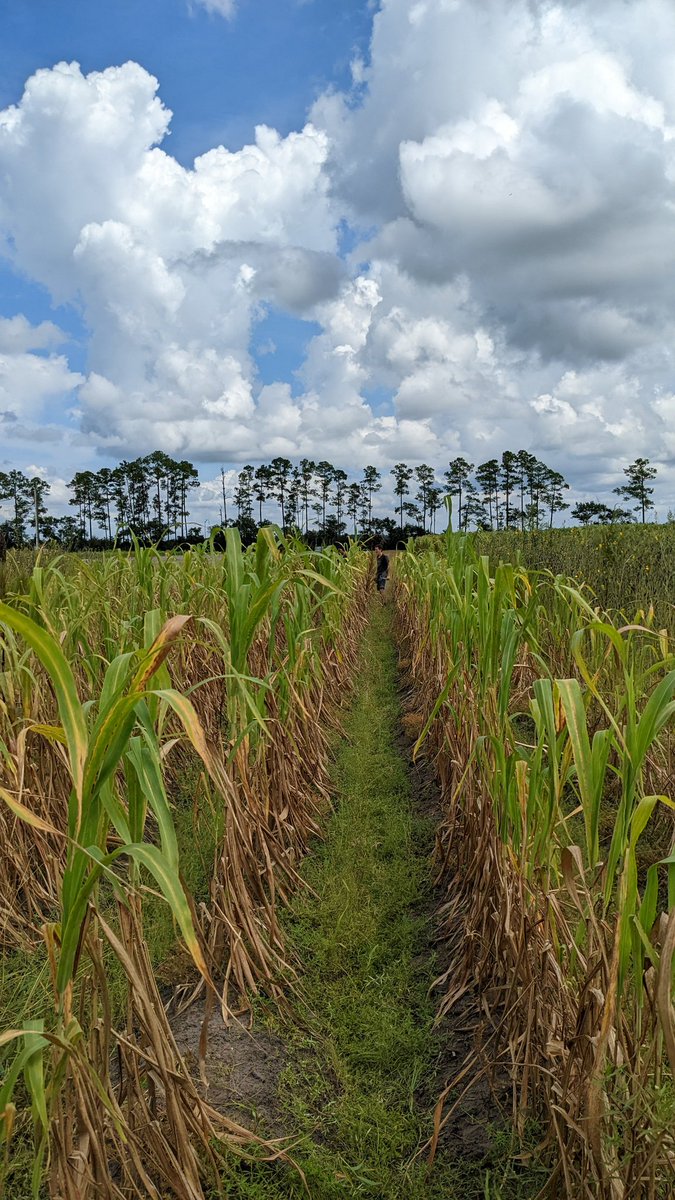 UFcropnematodes's tweet photo. Sampled sunn hemp and sorghum sudangrass cover crops (plus weeds) for biomass @UF_HAEC as part of @sabinabudhatho7 research project.

How will these crops (plus weeds growing in them) affect nematodes? Brassica cover crop and fumigation treatments added this fall. https://t.co/JeMnPf1rUD