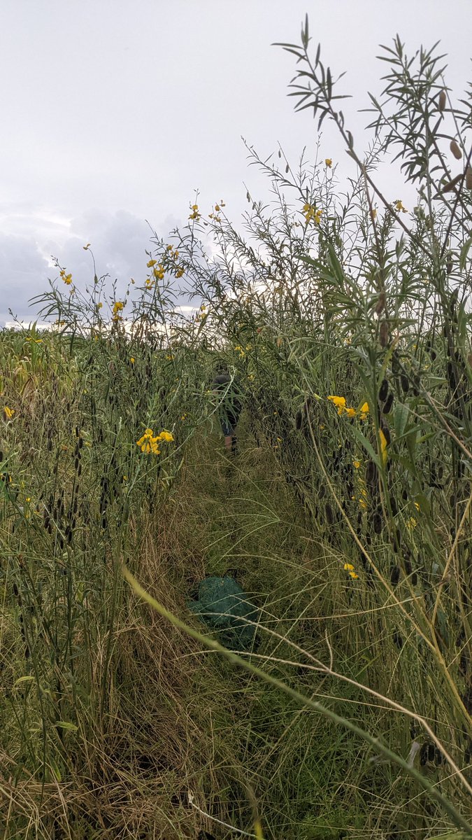 UFcropnematodes's tweet photo. Sampled sunn hemp and sorghum sudangrass cover crops (plus weeds) for biomass @UF_HAEC as part of @sabinabudhatho7 research project.

How will these crops (plus weeds growing in them) affect nematodes? Brassica cover crop and fumigation treatments added this fall. https://t.co/JeMnPf1rUD
