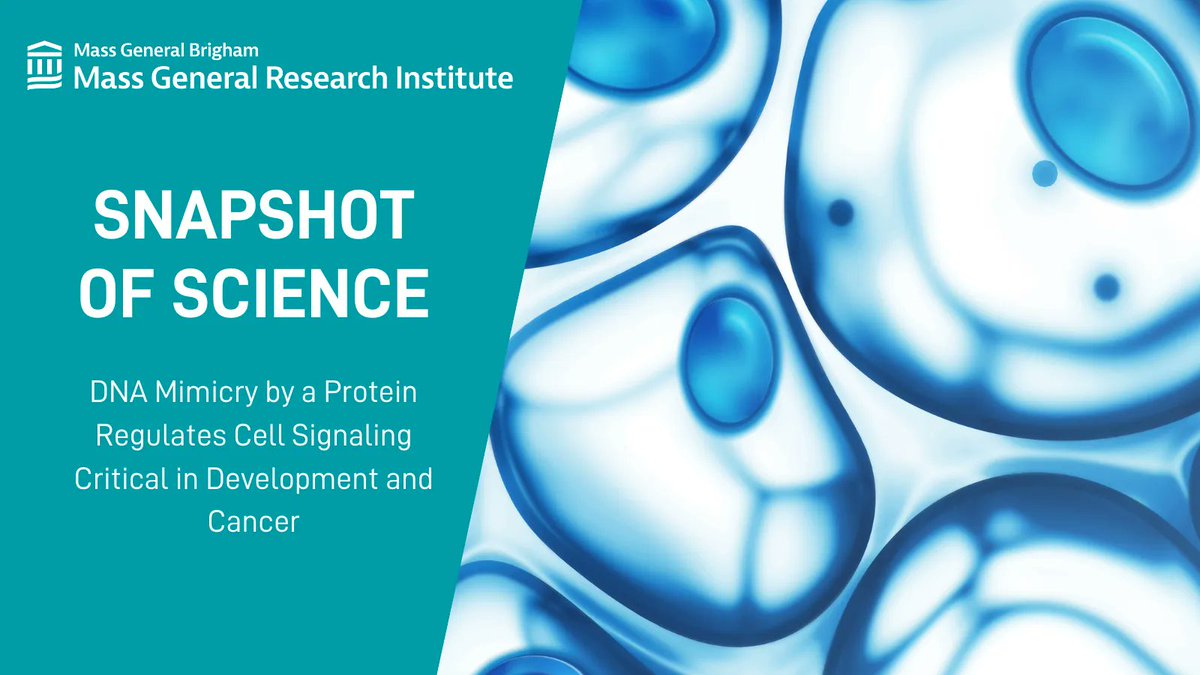 Researchers from <a href="/MGHMolBio/">Dept. of Molecular Biology, MGH</a> and colleagues find DNA mimicry by a protein regulates cell signaling critical in development and cancer, in a <a href="/NatureCellBio/">Nature Cell Biology</a> study. pubmed.ncbi.nlm.nih.gov/35725768/