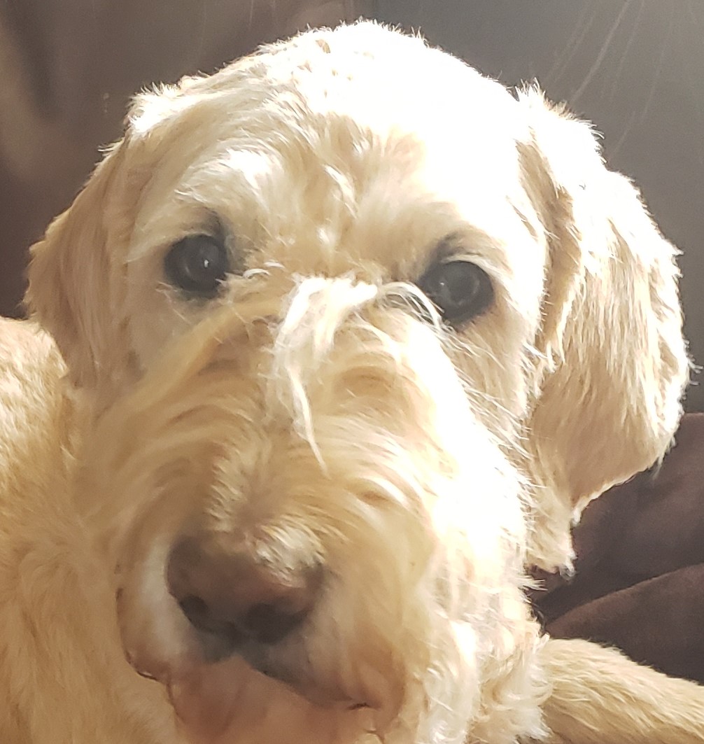 JumboMinds's tweet photo. This just out..... Dogs cry more tears of joy when their owners come home compared to when others arrive! https://t.co/0KDXXMEW0H #animals #animalscience #dogs #scichat #science #sciencerocks https://t.co/59stOMz6tZ