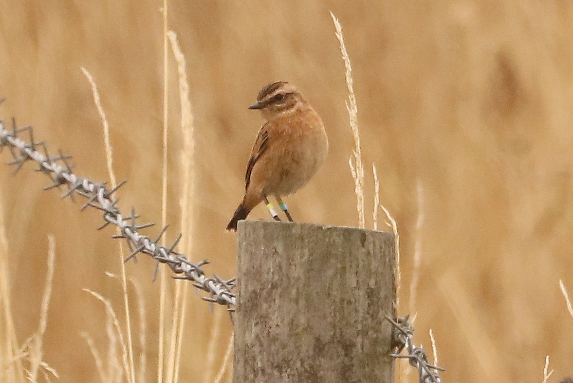 Sarumbirder's tweet photo. Hi all does anyone know of any whinchat colour ringing schemes. Bird found in south wiltshire this morning. ⁦@TheDetermin8or⁩ ⁦⁦@WiltsBirdClub⁩ ⁦@PortlandBirdObs⁩ https://t.co/t3bWHGJKIG