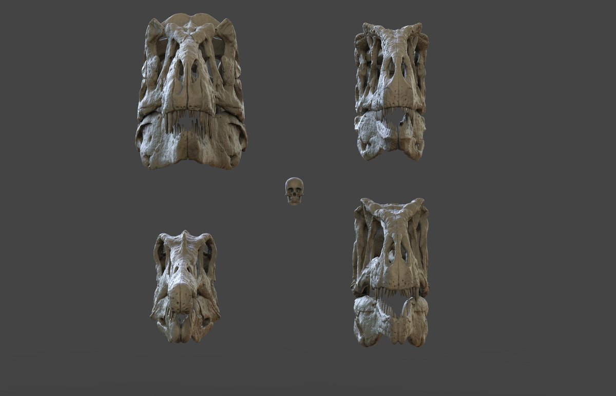 ruadhribrennan's tweet photo. Tyrannosaurus rex, Charcharodontosaurus saharicus, Spinosaurus aegypticus, Giganotosaurus carolinii &amp; Homo sapiens. 

Everything but rex and sapien needs a bit more work but I thought I'd post anyway. https://t.co/WqD3uMvkF3