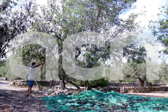 ACNebre's tweet photo. Controlaran la quantitat de #garrofes venuda de cada finca per frenar els #robatoris a les #TerresdelEbre. @accioclimatica podrà sancionar els propietaris d'explotacions que superin els 5.000 quilos comercialitzats per hectàrea https://t.co/Z9iAcXCzwn https://t.co/FIU75FR7bF