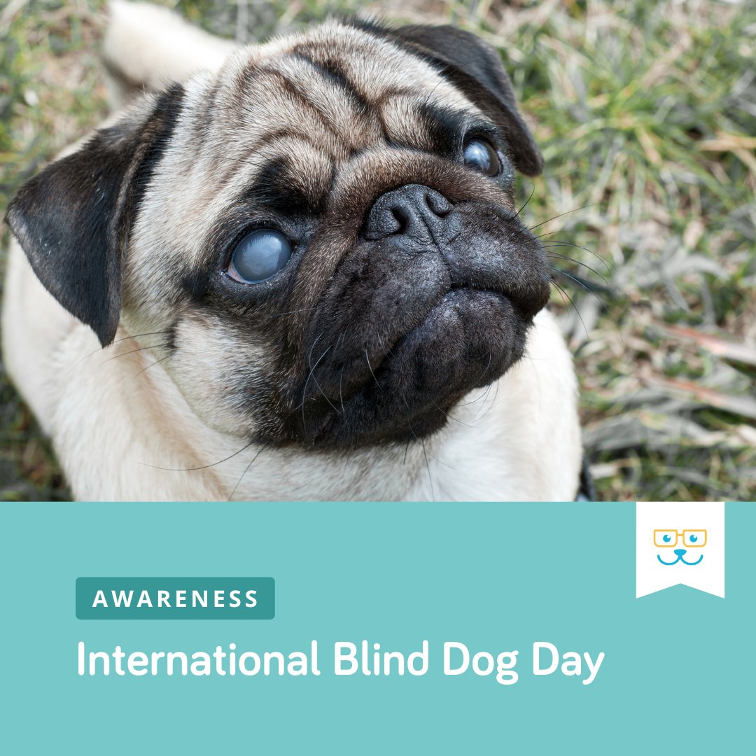 How Can I Help My Blind Dog