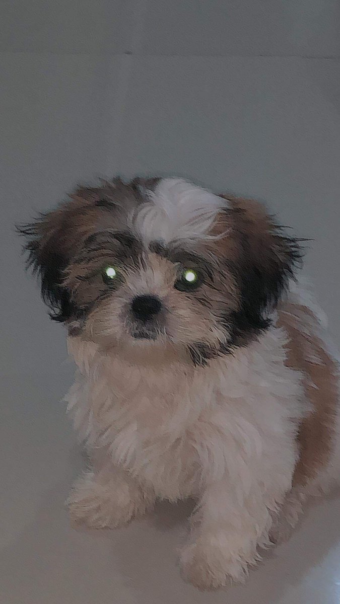 Lesterjhnn's tweet photo. Proud father of this 1 of many babies. #furdad @AntoinetteNieva 🐶🐾 https://t.co/U7NrLXd7bP