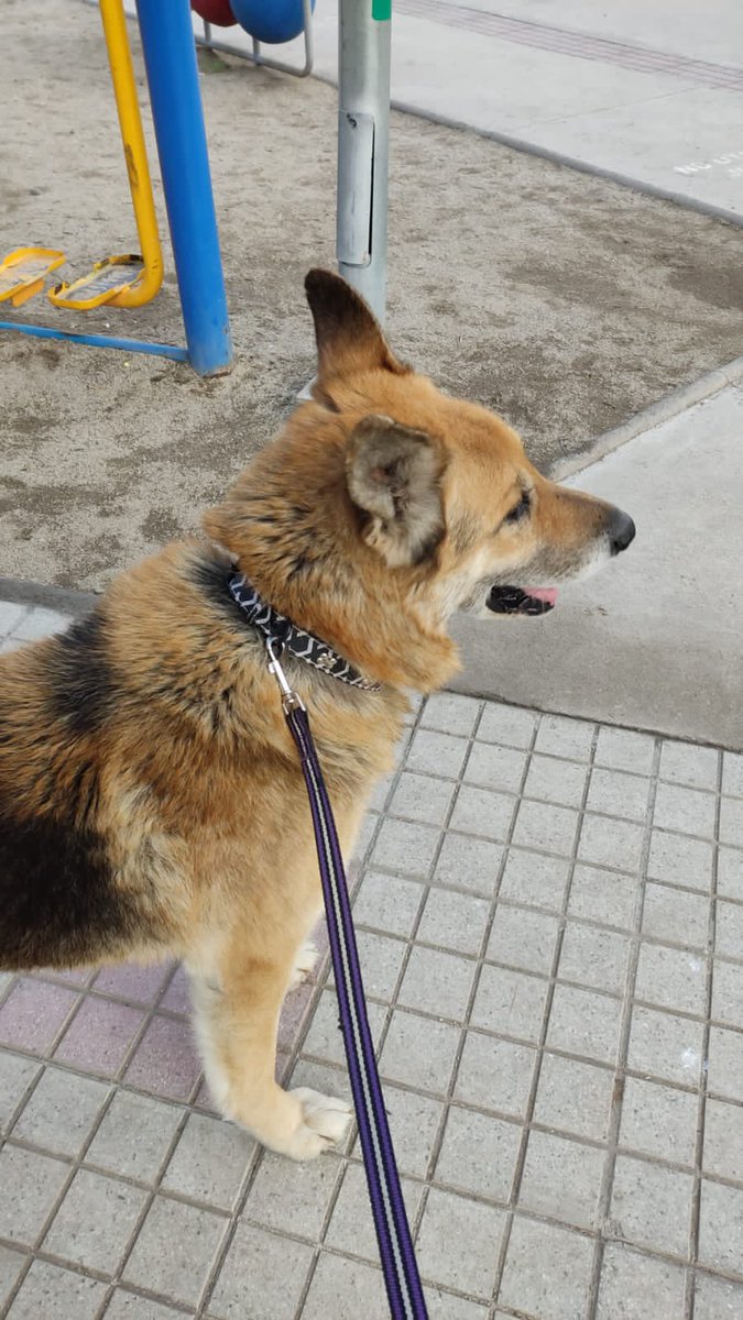 Se acaba el plazo, el sábado debe salir este viejito del lugar donde está, mientras buscábamos un hogar… es muy triste, hicimos todo los posibles pero nadie pudo ayudarlo…