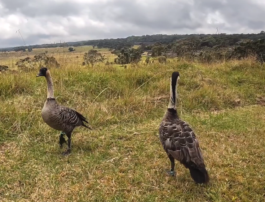 dlnr's tweet photo. THREE ADDITIONAL NĒNĒ  FIND HOMES IN HAWAI‘I SANCTUARY AFTER REHAB 

One had a toe injury. Another had a broken leg. A third nēnē (Hawaiian goose) had a wing amputated. Earlier this month, all three birds were released into the Hawai‘i Island Nēnē Sanctuary. https://t.co/SXBmyzs11W