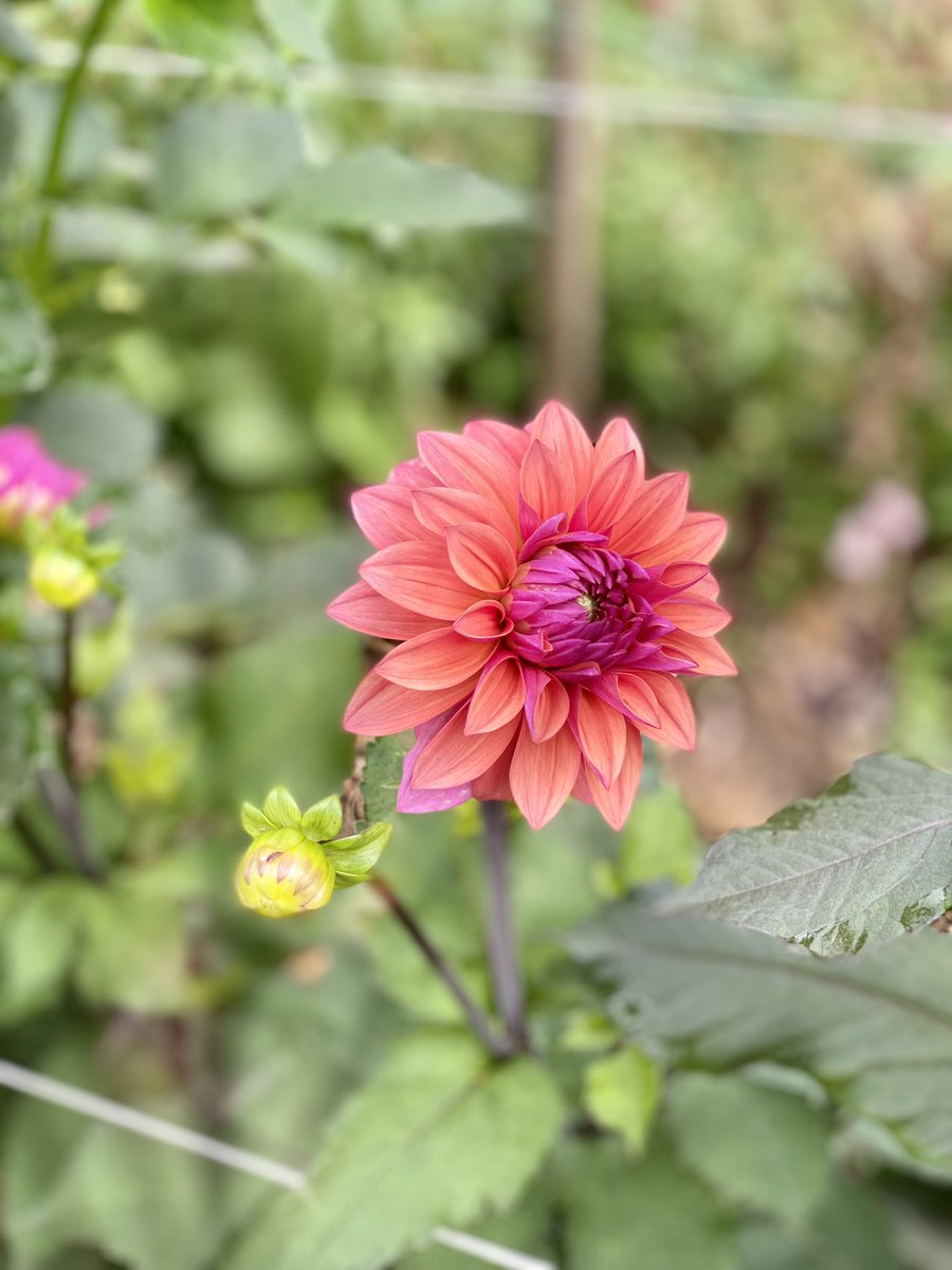 Flowers Grown In Scotland tweet media
