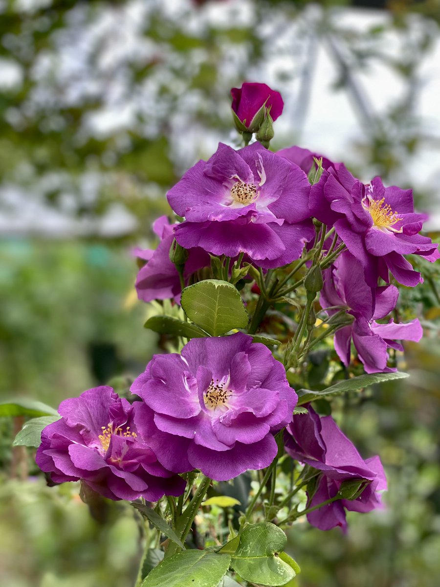 Flowers Grown In Scotland tweet media