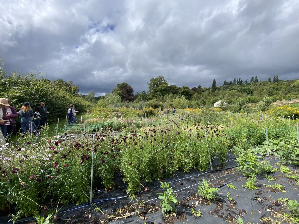 Flowers Grown In Scotland tweet media
