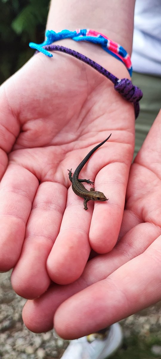 pike_kane's tweet photo. Lylah holding a little lizard we found.#ullswater @LylahPike https://t.co/0Pu2iykIc1