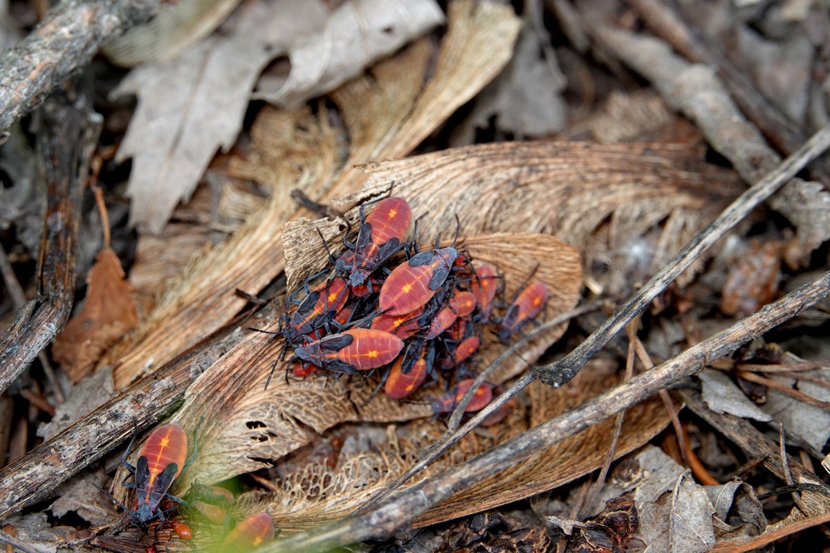 ColonialPestInc's tweet photo. These black and red/orange bugs may look scary. Boxelder bugs use color and a foul odor they emit when disturbed to repel would-be predators. They are relatively harmless, but want inside your house come the fall. #boxelderbugs #bugs #pests #pestcontrol
https://t.co/0ha1yk3qM1 https://t.co/hVP1fwSPX3